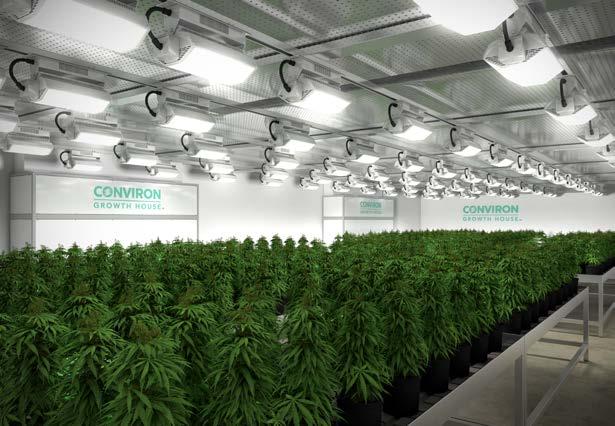 Inside a Conviron Growth House Developing Blooms During the final vegetative growth stage, cannabis plants require high light intensities and longer daylight cycles to establish desired plant mass