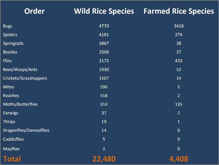 Wild Rice Food Webs What if Bt gene escapes into wild rice?
