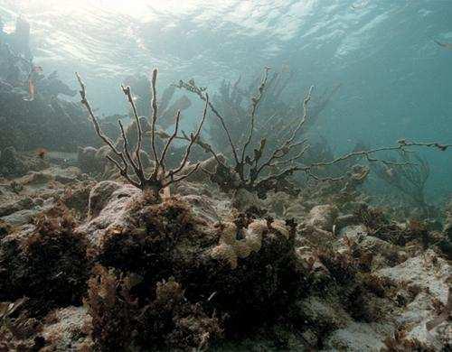 coral reefs more than half of