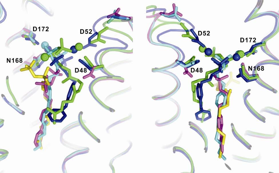 Fig. S9. Two views of the three phosphonosulfonate inhibitors bound to S.