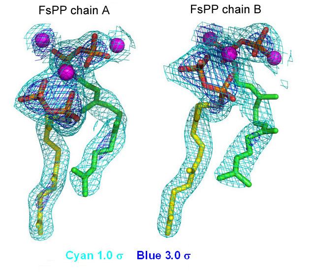 Fig. S2. Electron densities for FsPP bound to S. aureus CrtM. Chain A, contoured at 1σ/3σ. Chain B, contoured at 1σ/3σ.