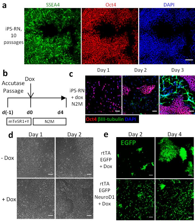 Supplementary Figure 1: Derivation and characterization of RN ips cell lines. (a) RN ips cells maintain expression of pluripotency markers OCT4 and SSEA4 after 10 passages in mtesr 1 medium.