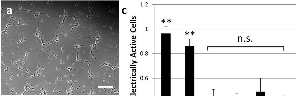 Supplementary Figure 5: Fiber architecture controls neuronal development via cell cell contact.