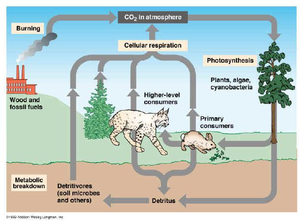 cycle WATER CYCLE- evaporation,, condensation, CARBON CYCLE- and