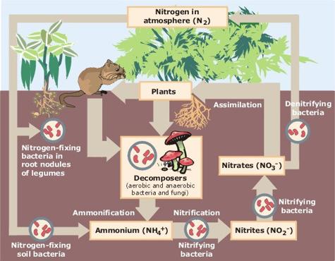 NITROGEN CYCLE- nitrogen (N 2 ) makes up nearly %- % of air.