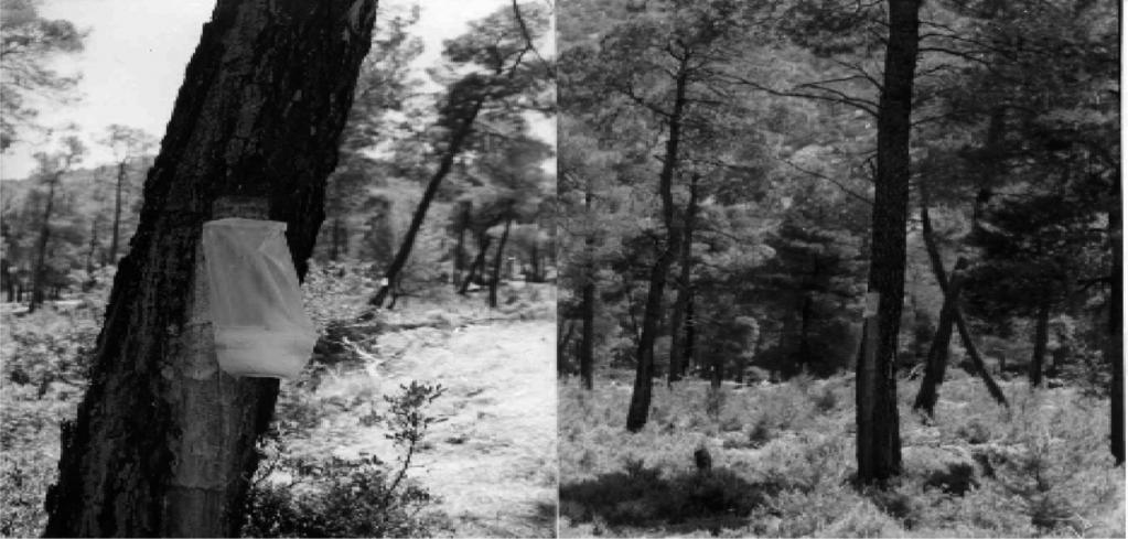 Figure 1. Resin tapping of Pinus halepensis in northern Evia, Greece. is extended upwards, reaching mean heights of 2. 2.2 m above ground.