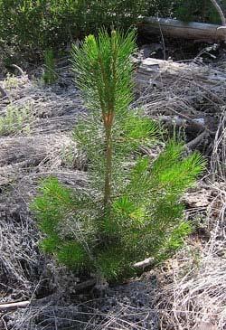 ponderosa pine seedlings planted on 350 acres near Overgaard and Lakeside, areas destroyed in 2002