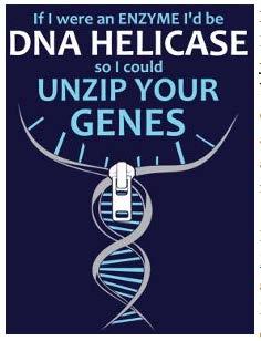 DNA Replication Topoisomerase - unwinds DNA Helicase enzyme that breaks H-bonds DNA Polymerase enzyme that catalyzes connection of nucleotides to form complementary DNA strand in 5 to 3 direction