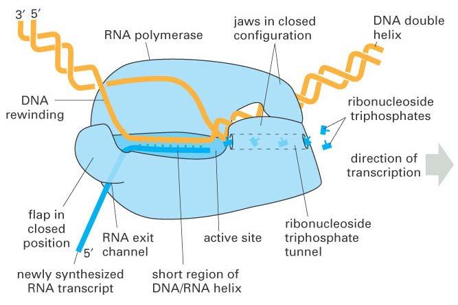 Transcription Elongation 1) INITIATION RNA polymerase unwinds the DNA and breaks the H-bonds between the bases of the two strands, separating them from one