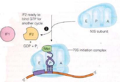 Small ribosomal subunit Translation Initiation Start codon signals where the gene