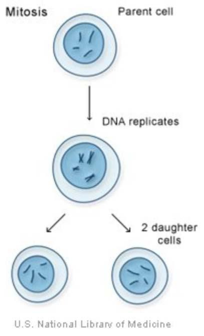 DNA Replication Cell Division (mitosis) Cells must copy their chromosomes (DNA synthesis) before they divide so that each daughter cell will have a copy A region of the chromosome remains uncopied