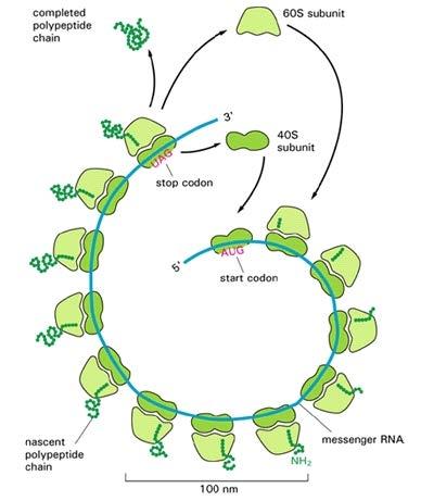 Multiple RNA polymerases can engage