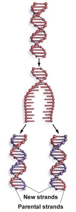 DNA Replication DNA Synthesis The DNA bases on each strand act as a template to synthesize a complementary strand Recall that Adenine (A) pairs with thymine (T) and guanine (G) pairs with cytosine