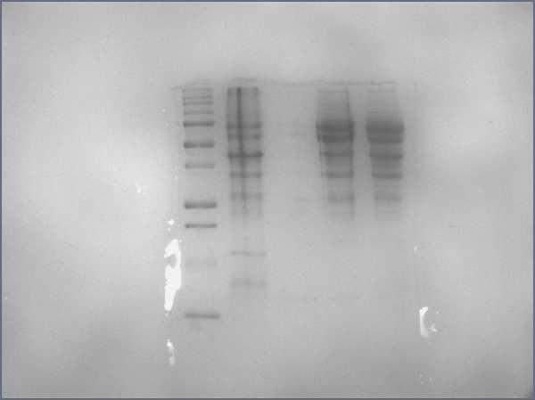 Coomassie Blue Stain of SDS-PAGE Gel Lanes: 1 2 3 4 5 Protein B5