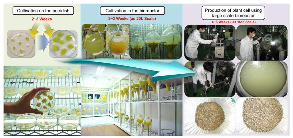 Plant Cell Culture in a Bioreactor System Bioreactors are the vessels containing liquid