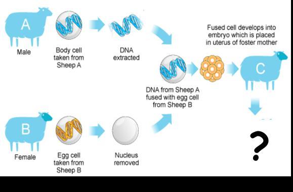 3) (TEKS 5C) The figure below depicts the overall process of cloning in mammals.