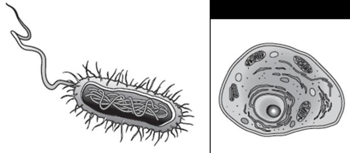 5) (TEKS 6B) In bacterial cells (seen below on the left) the genetic code ACG codes for the amino acid Threonine.