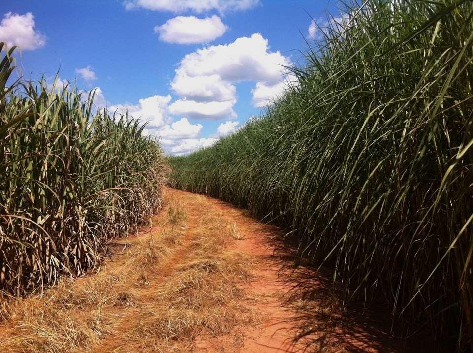 Conventional sugarcane