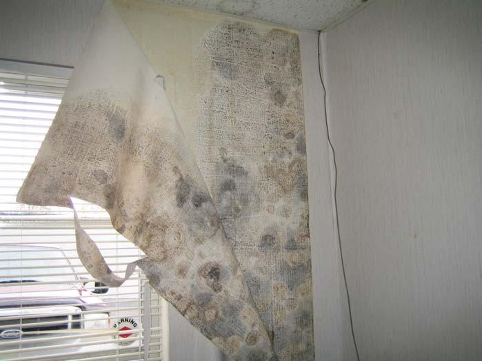 PHOTOGRAPH 25 Apparent mold on drywall and inside surface of