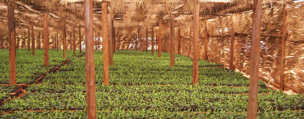 Malawi Tea 2020 The Sustainable Procurement