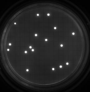 ATP and Fluorescent Detection of Micro-colonies Number of Organisms Micro Colonies = Results Up to 50-75%