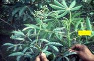 transferred to other cassava cultivars in the hope of controlling