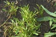 virusfree crops IPM practices, including the use of resistant varieties,
