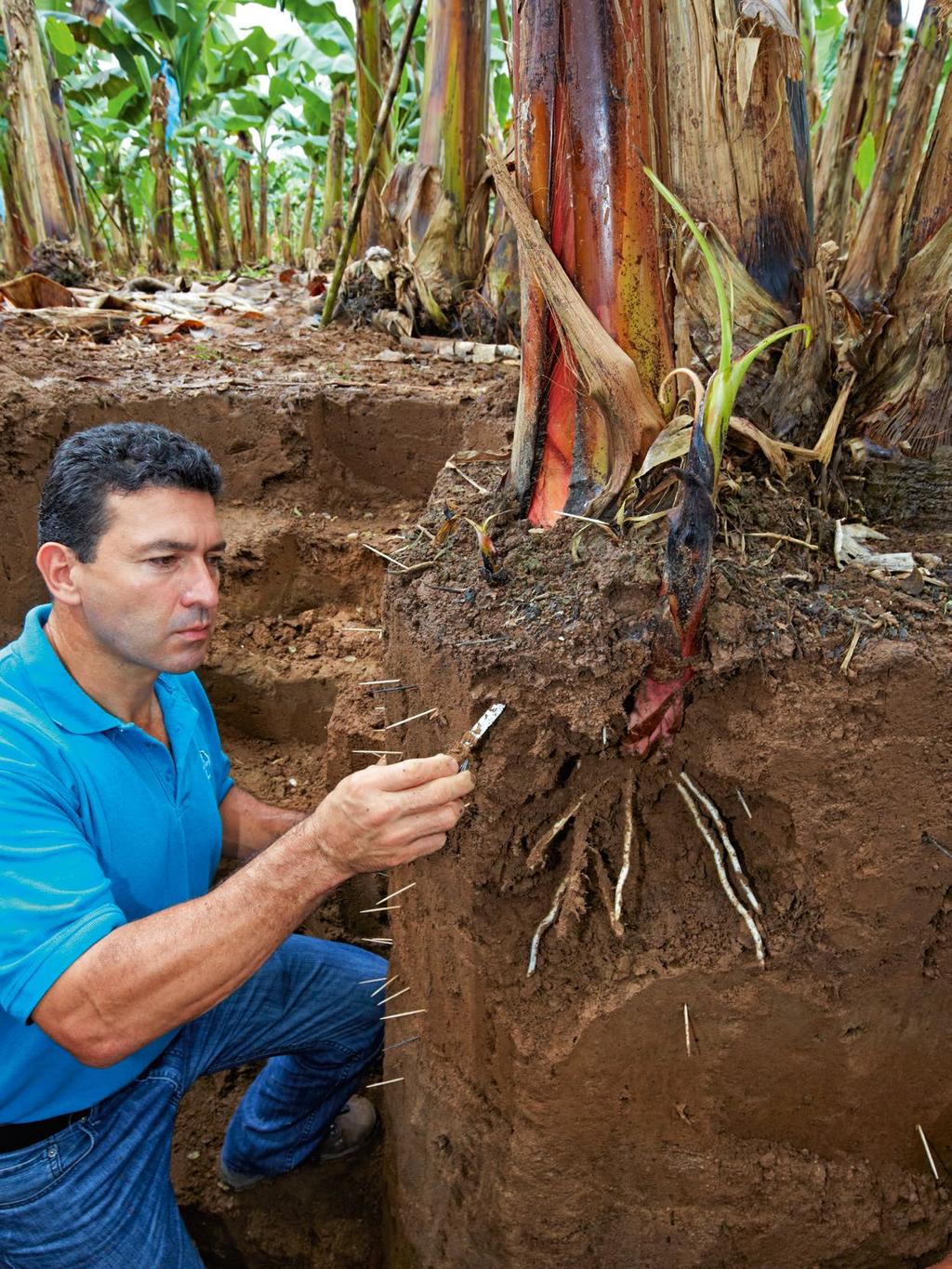 The earth from below: agricultural engineer Rodolfo Ceciliano Solis uses his penknife to check the roots