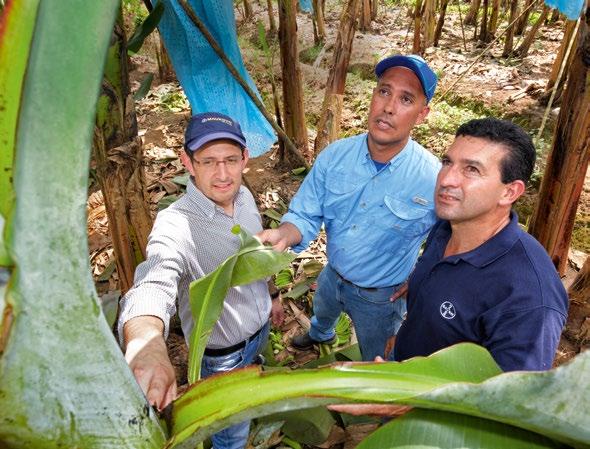 AGRICULTURE Cover story Tests in Costa Rica: Bayer experts Boris Coto Calvo, Rodrigo Olivares and Rodolfo Ceciliano Solis (photo left, left to right) check whether their treatment with fluopyram has
