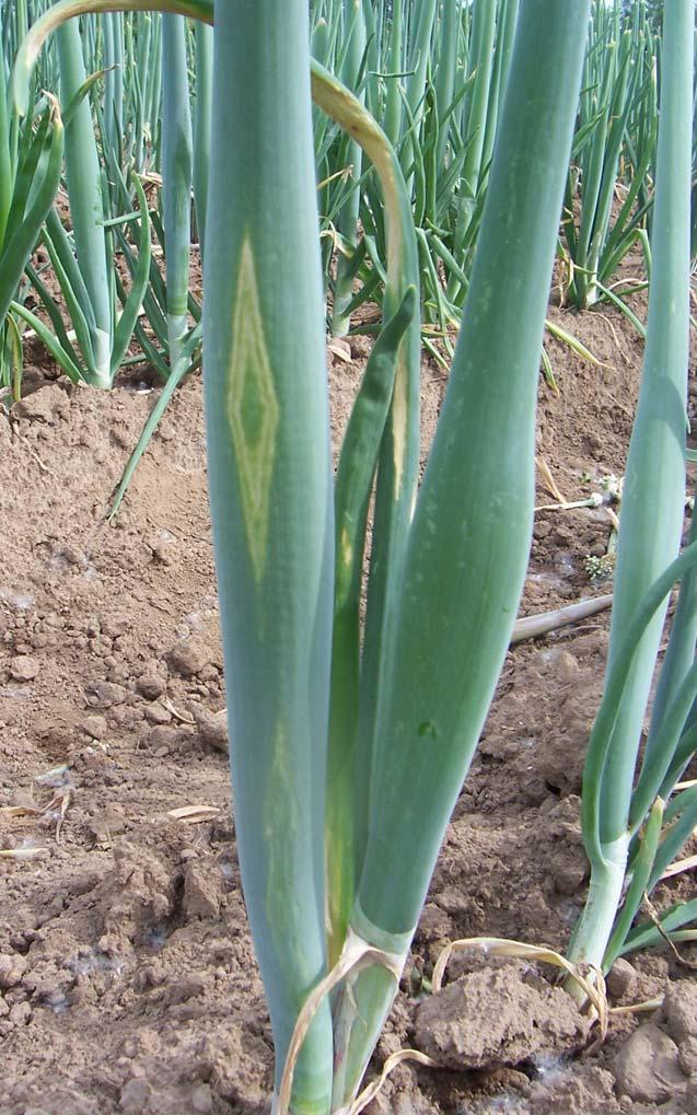 Iris Yellow Spot Virus Transmitted by onion thrips First detection in NY occurred in June 2006 (onion cull pile in Elba) Onion fields sampled using DAS ELISA in 2006 (37