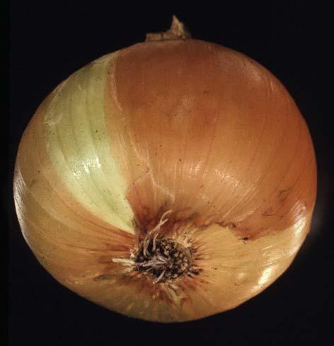 Onion Production in New York Dry bulb onions, Allium cepa L.