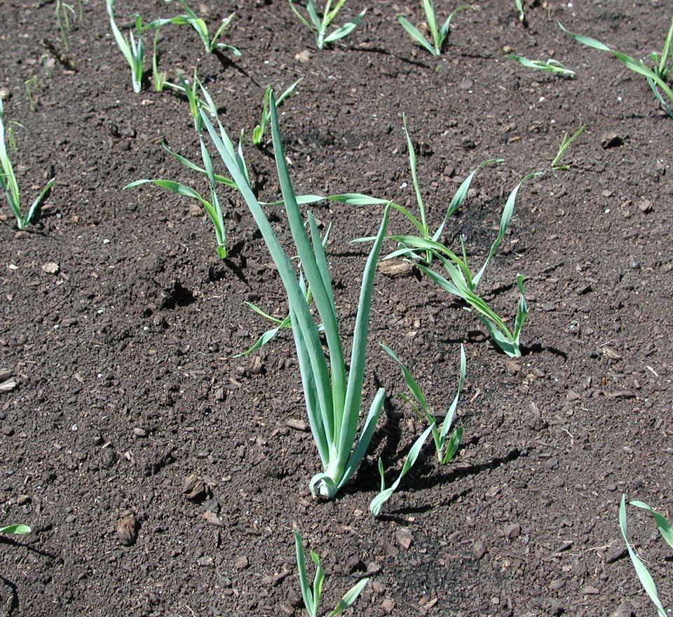 within onion and other crop