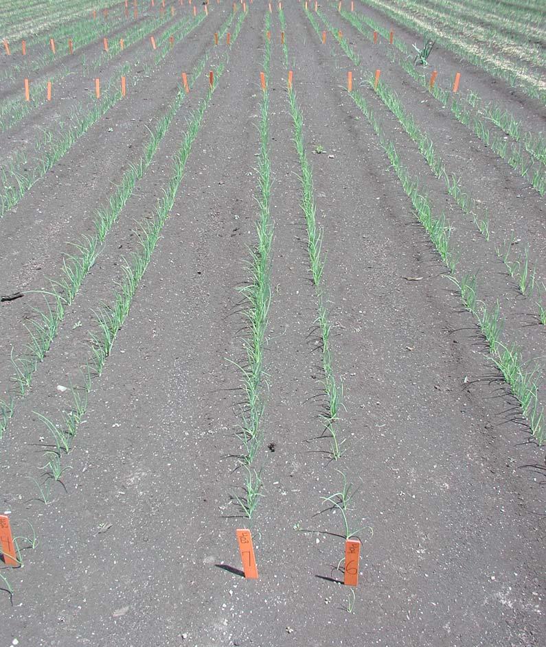 Insecticide Seed Treatments Evaluated for Onion Thrips