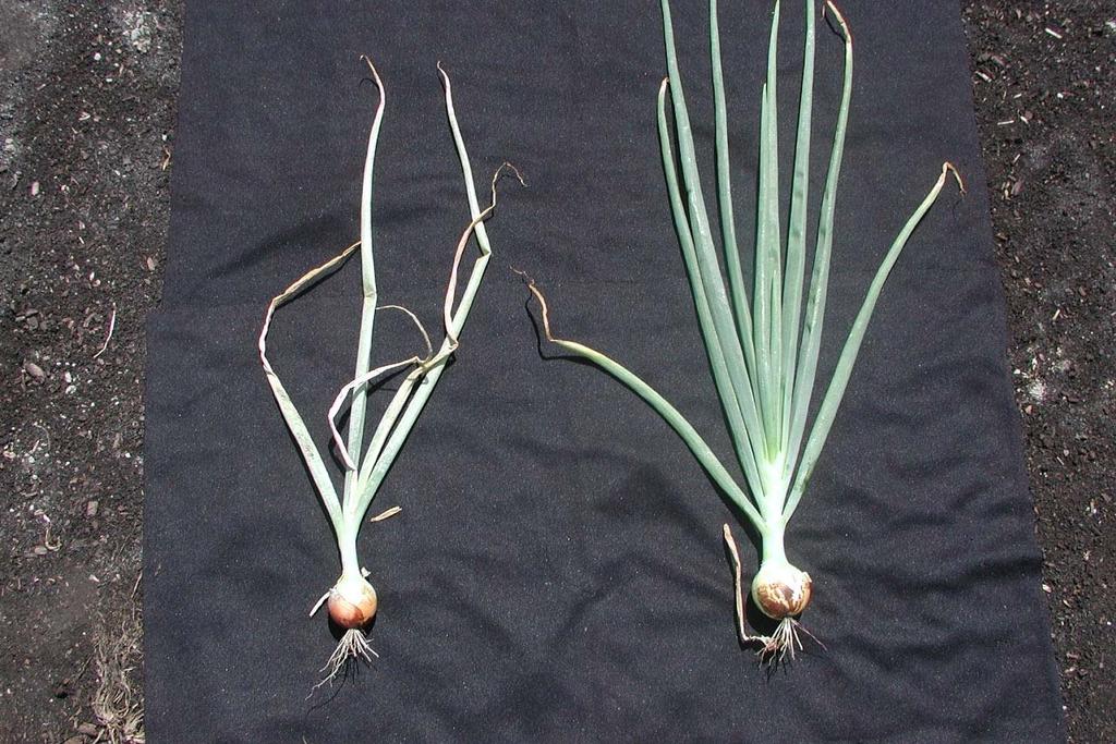 Onion Thrips Damage Reduces Yield