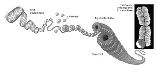 Nucleosomes n Beads on a string u 1 st level of DNA packing u histone proteins n 8 protein