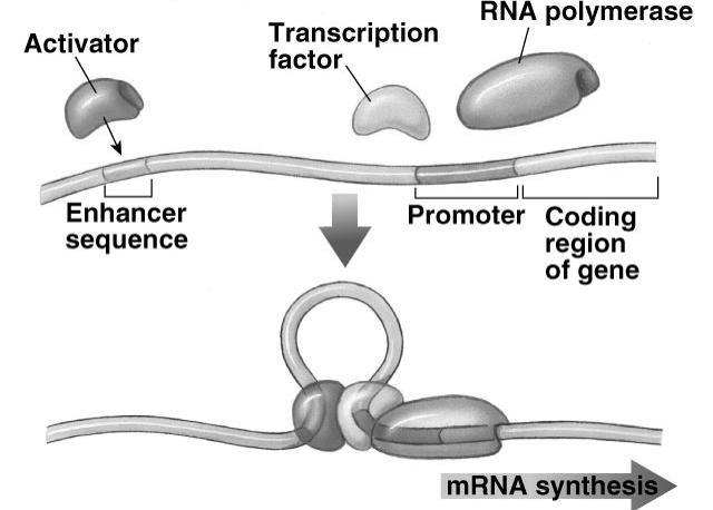 transcription u enhancer n distant control sequences on DNA n binding of activator