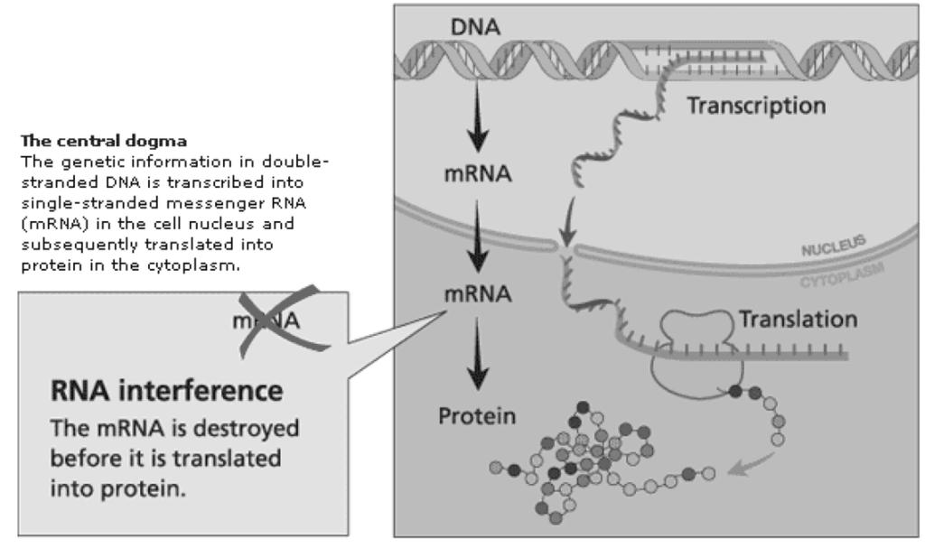sections of double-stranded mrna n death tag