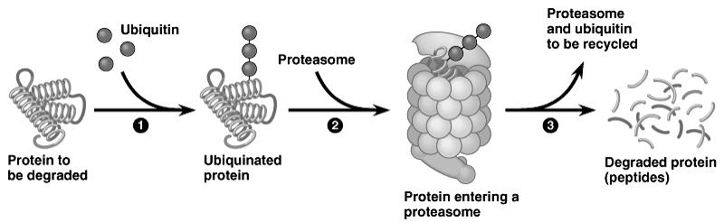 prevent attachment of ribosomal subunits & initiator trna n