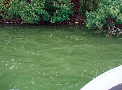 Figure 4. Typical near-shore green coloration but no scum. Figure 5. Typical near-shore green coloration with scum formation.