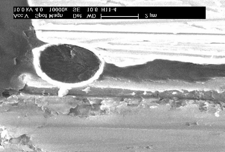 SEM micrograph showing the ACF interconnect chose for EDX analysis at the (a) middle of the Ni bump and (b) Ni bump/