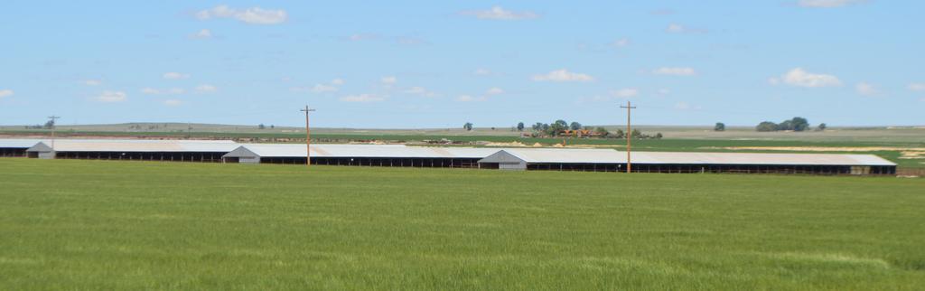 THE OPERATION THE FEED YARD: The Beef City Feed Yard is situated on 320 acres with paved access from Highway 196. The CAFO permit allows for a 25,000 head capacity.