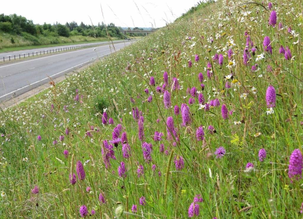 Easy to fix: road-verges supporting grassland biodiversity Road verges - linear elements that enable to support local biodiversity when managed knowingly