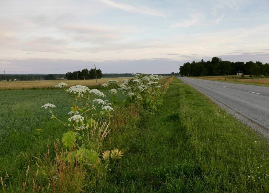 Lenght of roads in Estonia: 55 371 km.
