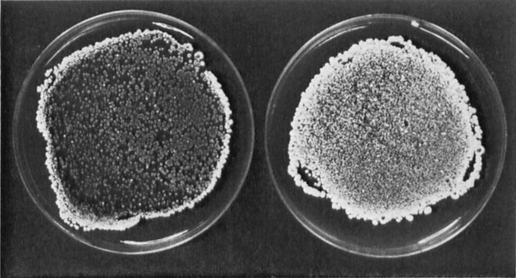 Protoplast fusion in Streptomyces coelicolor 139 Fig. 1. Regeneration of fused protoplasts of strains M12 and M130: Zef, loo dilution; right, 10-1 dilution.