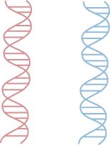 Conservative model: In the conservative model of DNA replication the parental strands are used as templates for the new DNA molecule and somehow come back together to conserve the parental molecule.