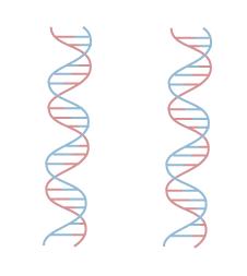 Semiconservative model: In the semiconservative model of DNA replication, each of the two daughter molecules will have one old strand from the parental molecule and one newly made strand.