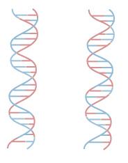 Dispersive model: In the dispersive model of DNA replication, each strand of both daughter molecules contains a mixture of old and newly synthesized DNA.