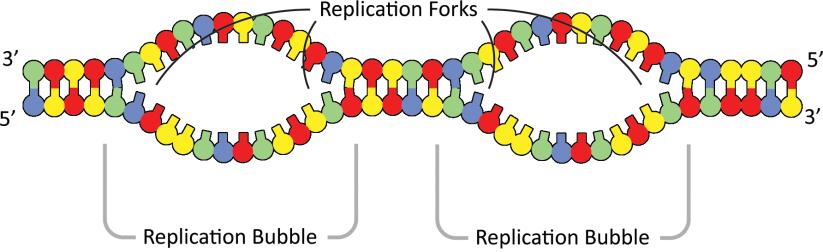 STEP : Examine the detailed diagram of the DNA model below. Double stranded DNA is composed of two anti parallel strands! Each DNA strand has directionality.