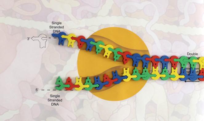 (The unwinding of DNA) 5c Nucleotides are added at an approximate rate of 50 nucleotides per second in eukaryotic cells. The human genome contains 6.4 billion nucleotides (3.