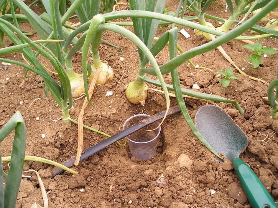 Measuring trickle irrigation water pressure on (a) potatoes and (b) onions (a) (b) Various